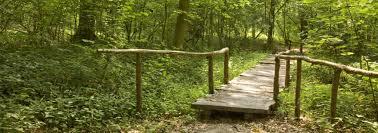 Koppenbergbos