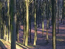 Kluisbos